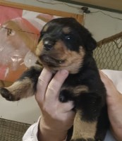 AKC Rottweiler Puppies Rottweiler for sale/adoption