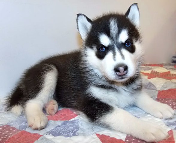 Siberian Husky puppy for sale + 59671