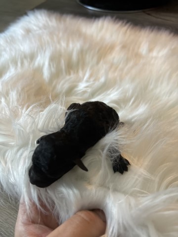 Toy black poodle puppies