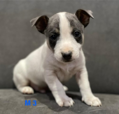 Rat Terrier puppy for sale + 66475