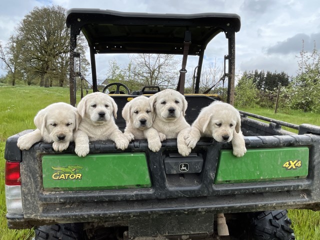 Akc English Labrador puppies