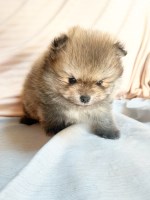 CKC Pomeranian: LITTLE JOE Pomeranian for sale/adoption