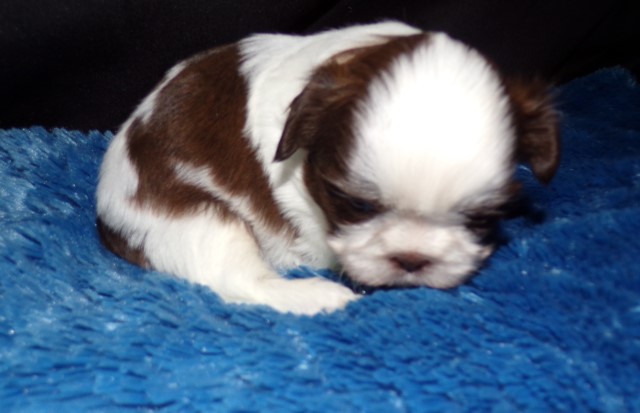 Shih Tzu puppy for sale + 65795