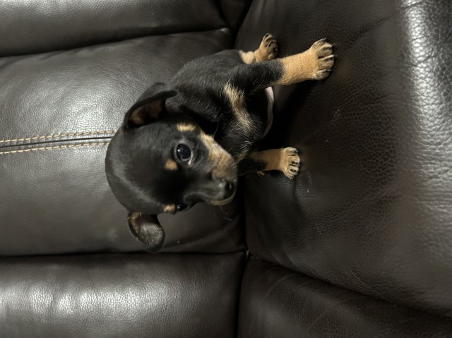 Chihuahua puppy for sale + 66733
