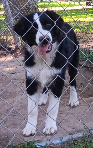 "Indi" ASDR Black Bi Male Aussie