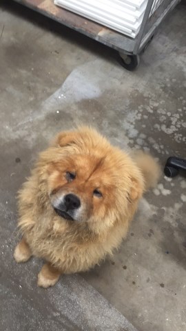 Chow Chow puppy for sale + 49979