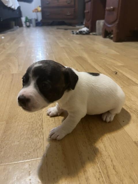 Jack Russell Shorties