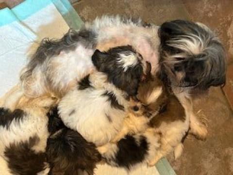 Shih Tzu puppy for sale + 66212