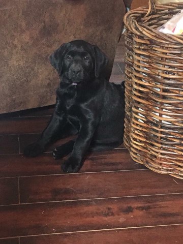 Labrador Retriever puppy for sale + 50359