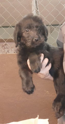 CKC Labradoodle Puppies; price reduced