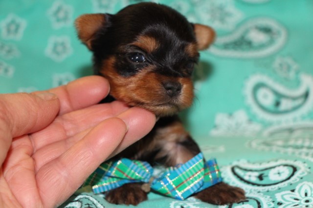 Yorkshire Terrier puppy for sale + 51507