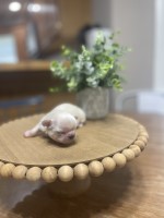 Pekingese thumbnail