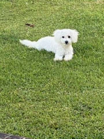 BICHON FRISE PUPPIES for SALE