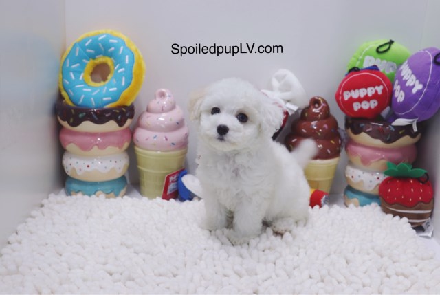 Maltipoo - Apple - Female
