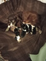7 Amazing Aussies Australian Shepherd Dog for sale/adoption
