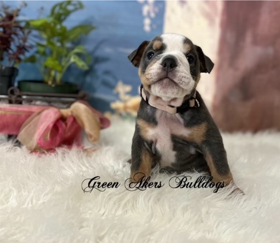 English Bulldog puppy for sale + 64026