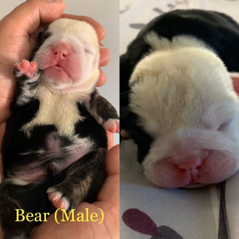 English Bulldog Puppy