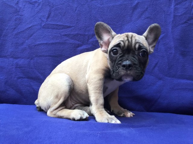 French Bulldog puppy for sale + 48346