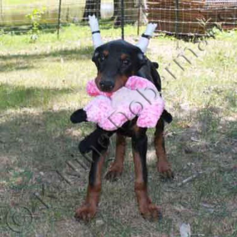 AKC female doberman puppy with the rose ribbon