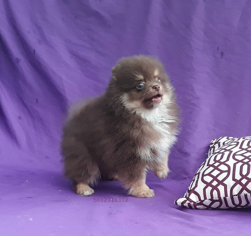 Pomeranian puppy dog for sale in West Palm Beach, Florida