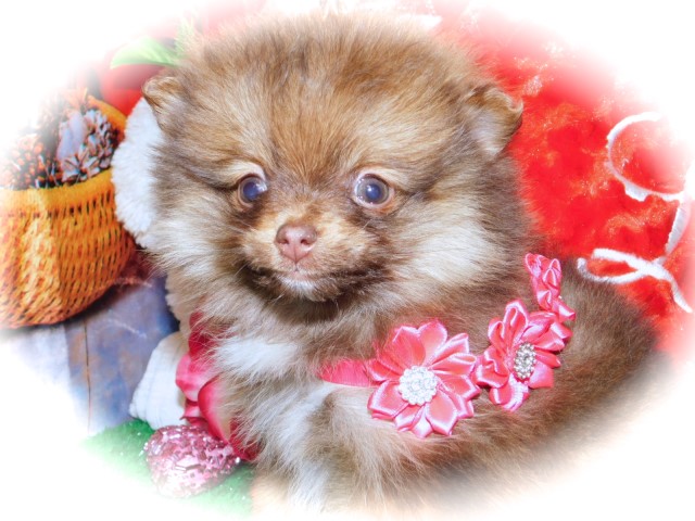 Pomeranian puppy for sale + 62795