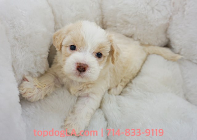 Maltipoo puppy for sale + 53081