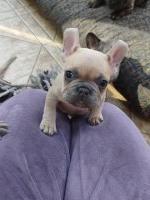 Adorable French Bulldog puppies French Bulldog for sale/adoption