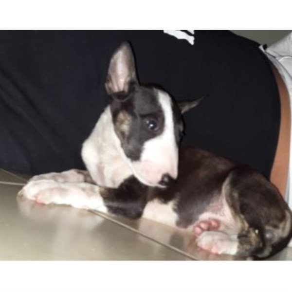 Bull Terrier puppy dog for sale in Miami Gardens, Florida
