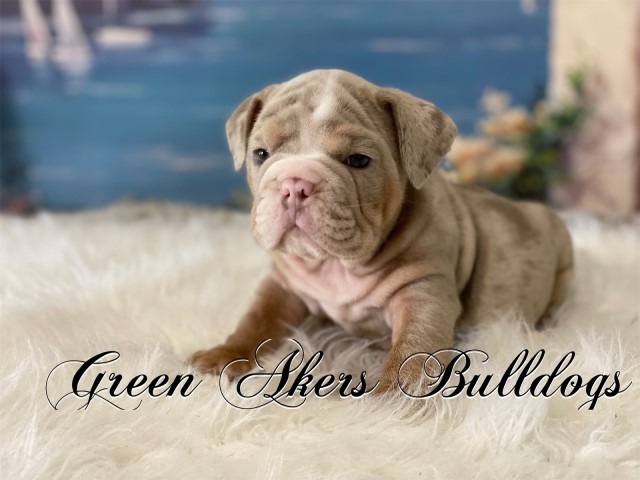 English Bulldog puppy for sale + 61950