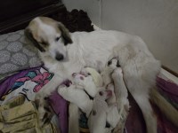 Great Pyrenees Puppies Great Pyrenees for sale/adoption