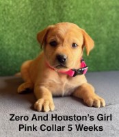 AKC Light Fox Red And Yellow Labrador Puppies Labrador Retriever for sale/adoption