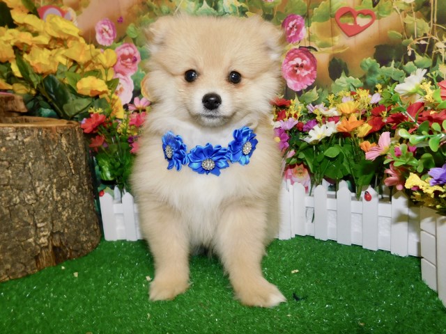 Pomeranian puppy for sale + 66380
