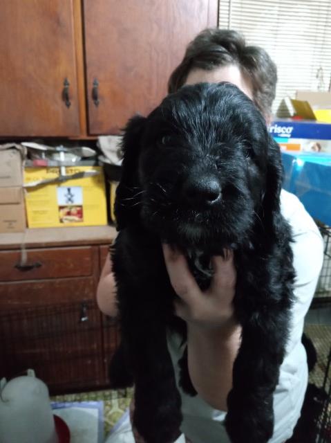 Saint Bernard puppy for sale + 65688