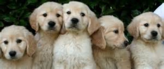 Golden Retriever puppy for sale + 49919