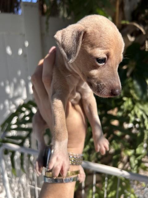 Italian Greyhound puppy for sale + 67271