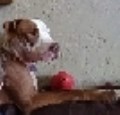3 Yer old needs new home