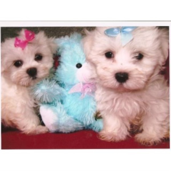 Maltese, Xxtiny Toy Size  &  T-cups