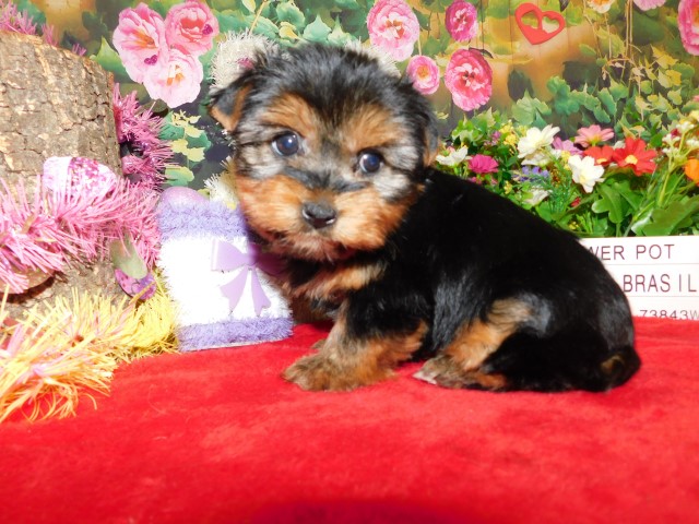 Toy Yorkshire Terrier  Nonshedding. Prespoiled.