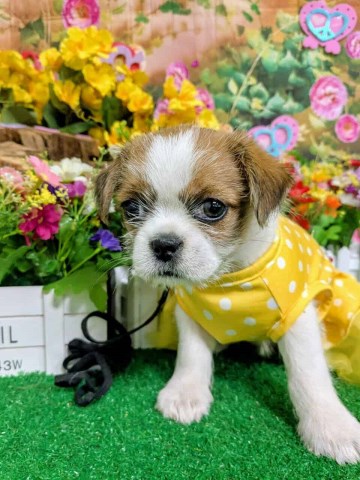 Shih Tzu puppy for sale + 66716