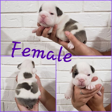 Akc English Bulldog Puppies