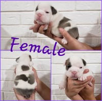 Akc English Bulldog Puppies English Bulldog for sale/adoption