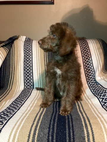 Labradoodle puppy for sale + 62220
