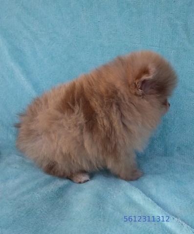Pomeranian puppy for sale + 67132