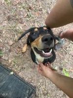 ADOPT - Friendly Hound Mix Black And Tan Coonhound for sale/adoption