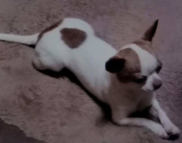 Chihuahua puppy for sale + 66921