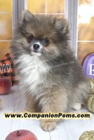 Snickers –3.5-4 Pounds Adult Size -Rare Blue Sable Pomeranian Boy Pomeranian for sale/adoption