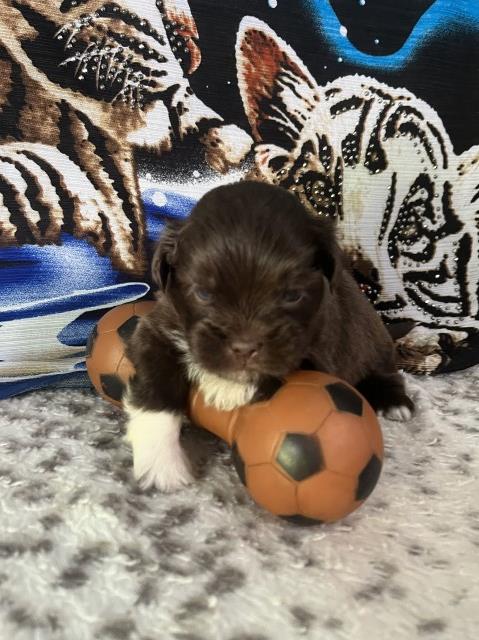 Lhasa Apso puppy for sale + 66569