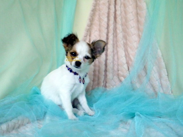 Chihuahua puppy for sale + 61981