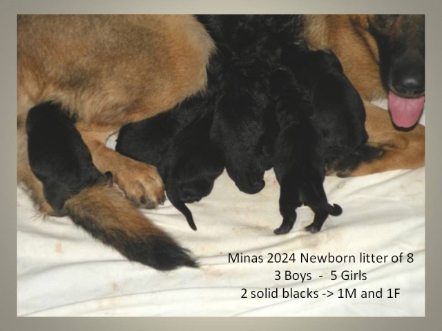 AKC German Shepherd Puppies