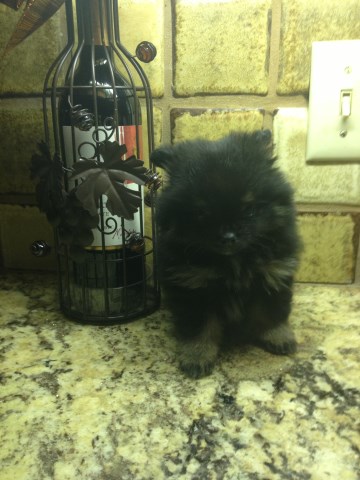 Pomeranian puppy for sale + 55233